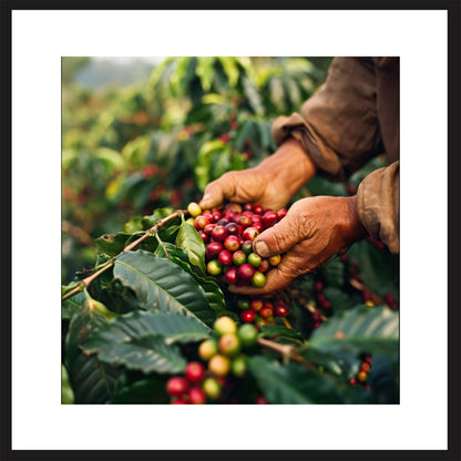 Fresh Coffee Beans